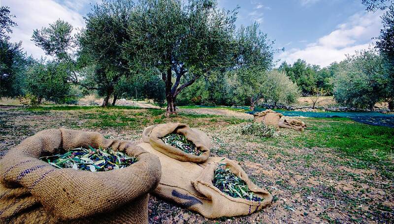 Zakynthos' olive harvest is a source of pride for locals and a gastronomic delight for visitors