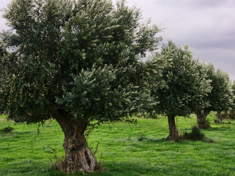The Zakynthian olive oil is one of the most famous